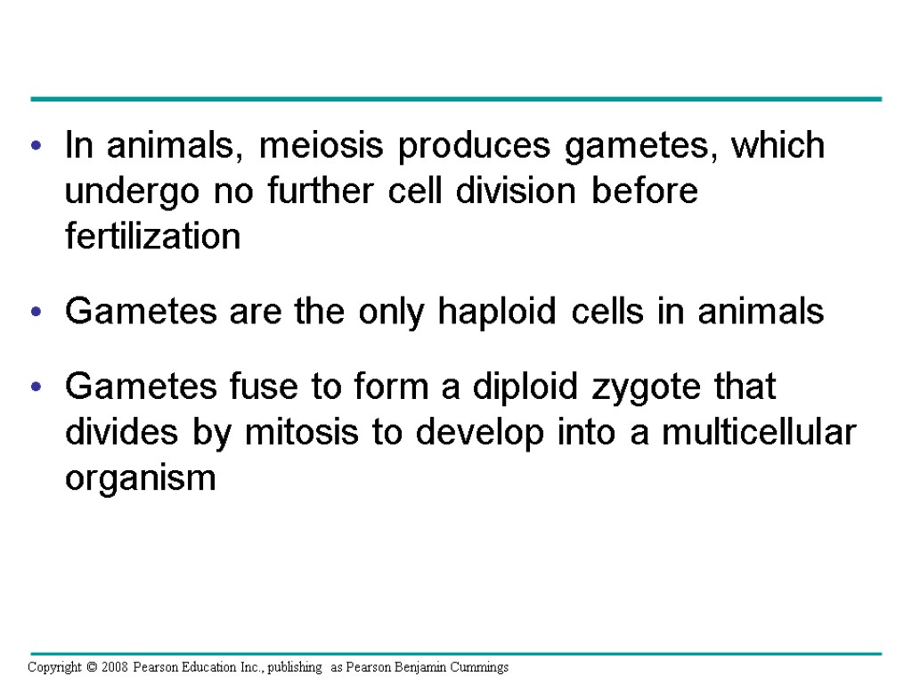 In animals, meiosis produces gametes, which undergo no further cell division before fertilization Gametes